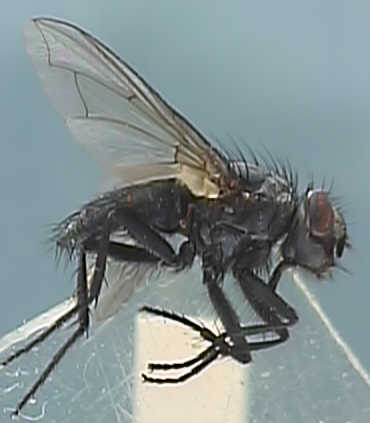 Bellardia agilis
